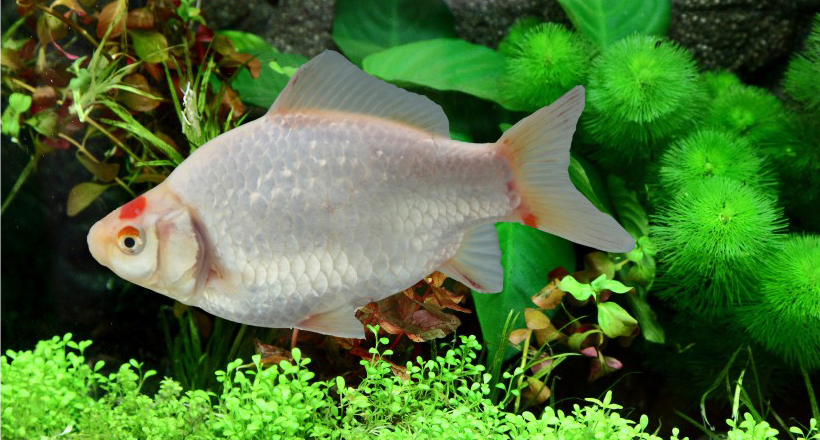 同源二倍体湘军花鲫品系